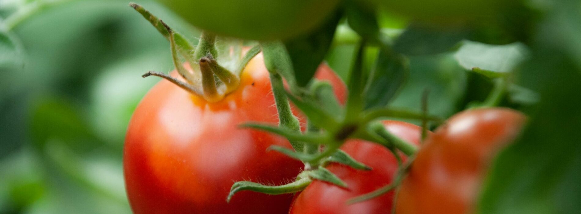 Jak i kiedy wysiewać pomidory?