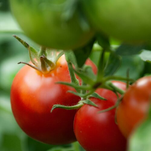 Jak i kiedy wysiewać pomidory?